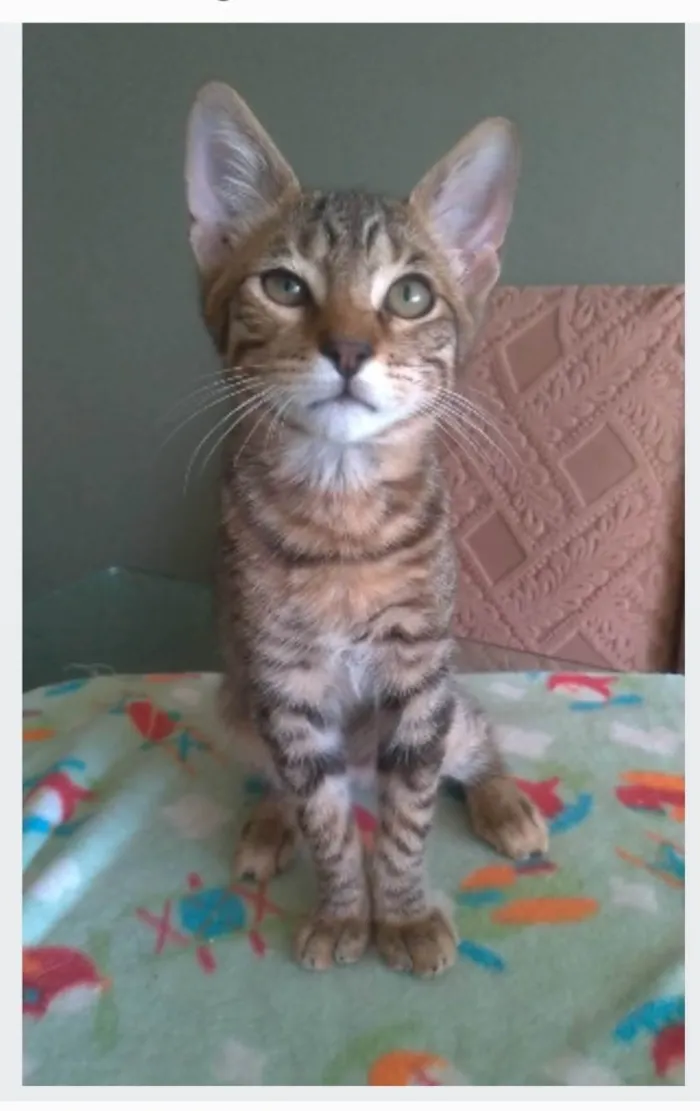 Gato ra a srd tigradinho idade 2 a 6 meses nome NICK