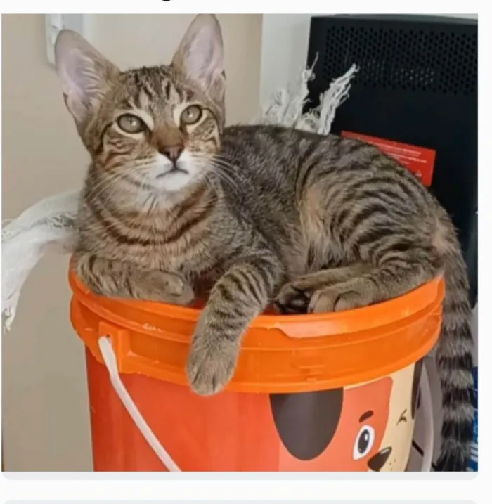 Gato ra a srd tigradinho idade 2 a 6 meses nome NICK