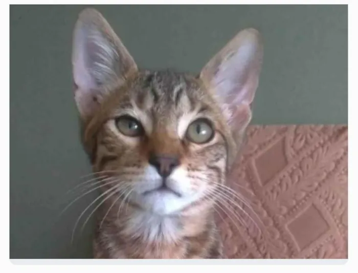 Gato ra a srd tigradinho idade 2 a 6 meses nome NICK