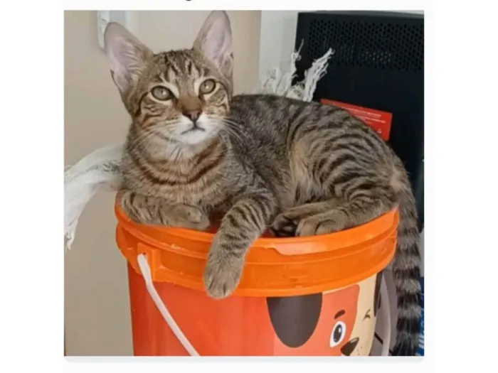 Gato ra a srd tigradinho idade 2 a 6 meses nome NICK