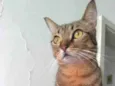 Nala