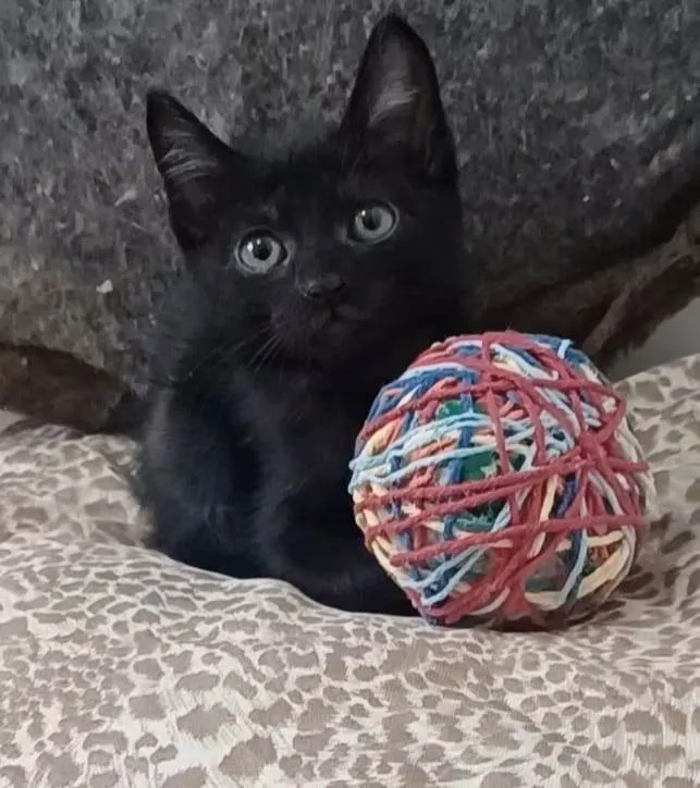 Gato ra a srd idade 2 a 6 meses nome CAFÉ