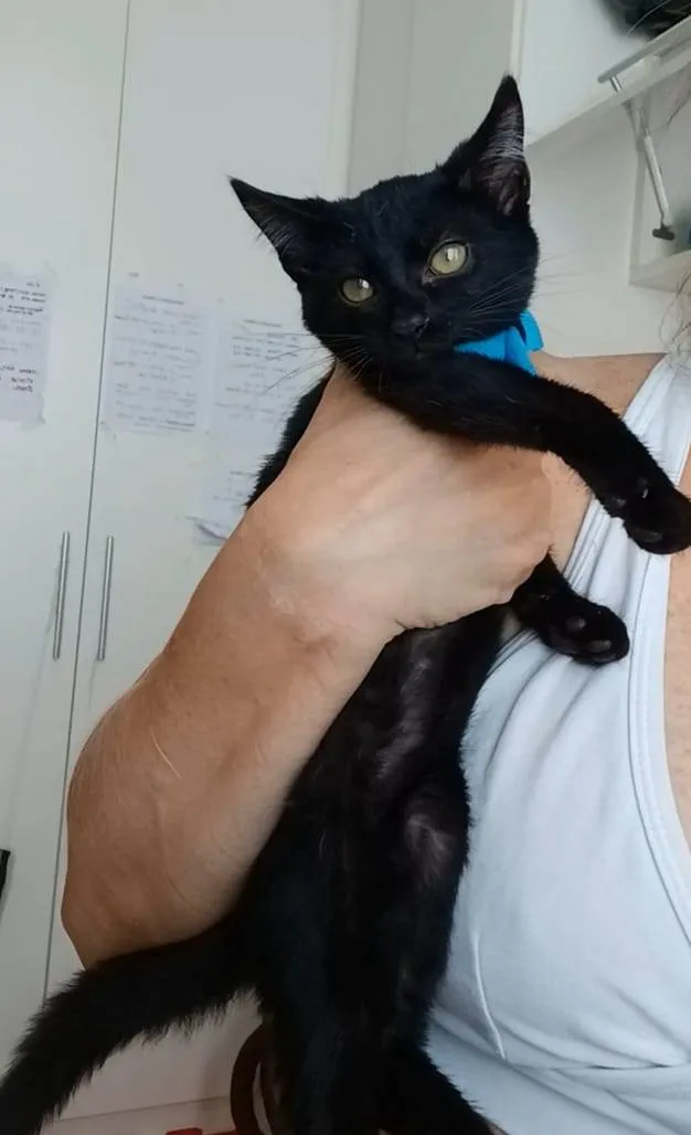 Gato ra a srd idade 2 a 6 meses nome CAFÉ