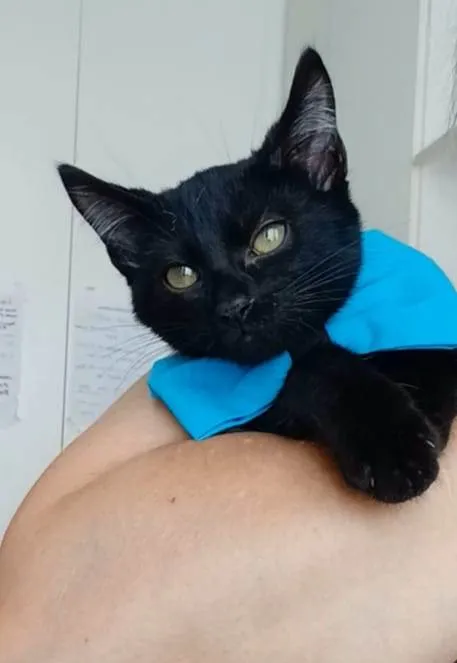Gato ra a srd idade 2 a 6 meses nome CAFÉ