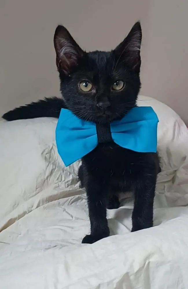 Gato ra a srd idade 2 a 6 meses nome CAFÉ
