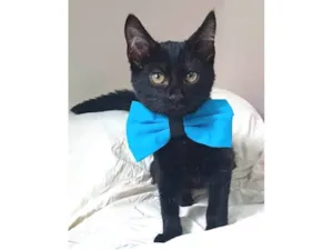 Gato raça srd idade 2 a 6 meses nome CAFÉ