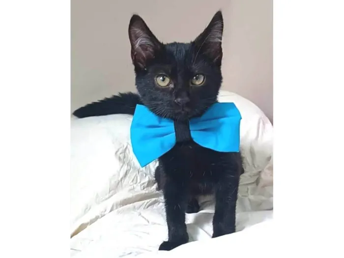 Gato ra a srd idade 2 a 6 meses nome CAFÉ