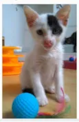 TOBIAS