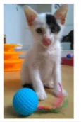 TOBIAS