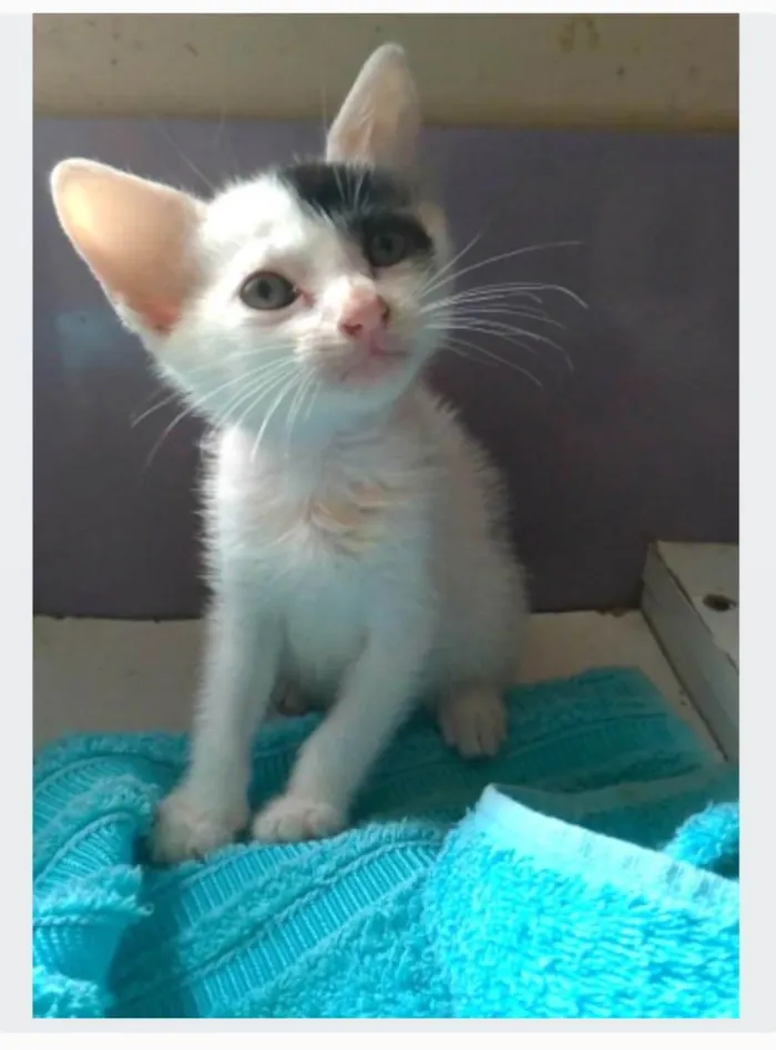 Cachorro ra a srd idade 2 a 6 meses nome TOBIAS