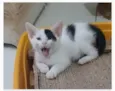 TOBIAS