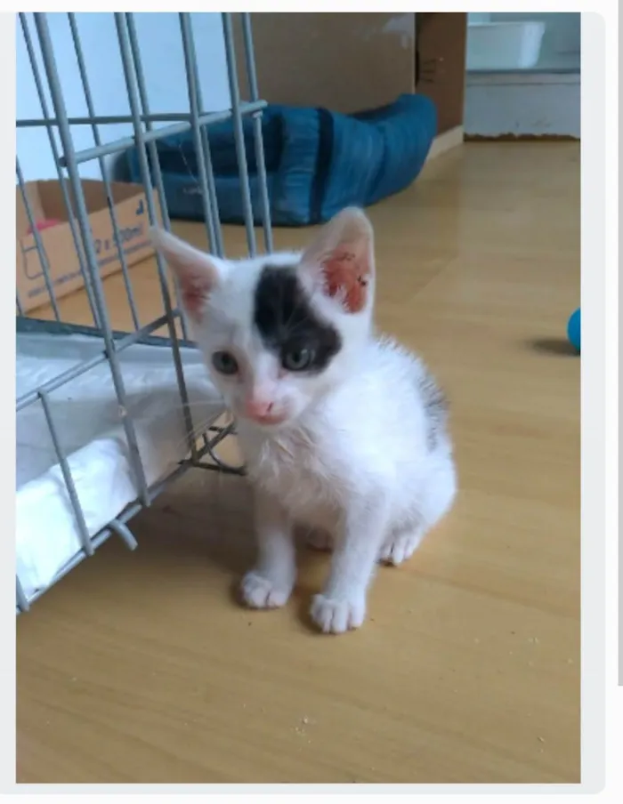 Cachorro ra a srd idade 2 a 6 meses nome TOBIAS