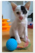 TOBIAS