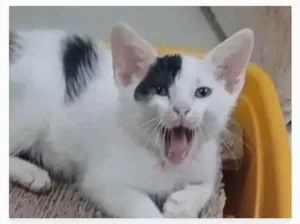 Cachorro raça srd idade 2 a 6 meses nome TOBIAS