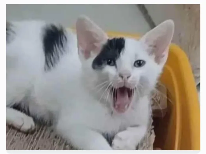Cachorro ra a srd idade 2 a 6 meses nome TOBIAS