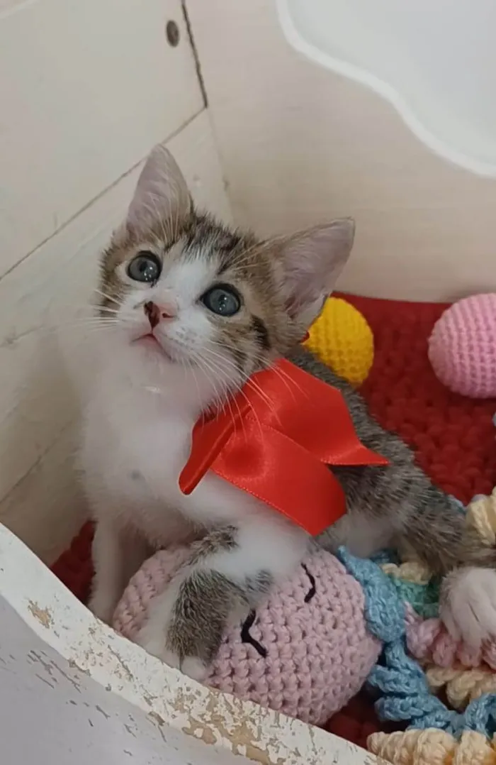 Gato ra a srd idade 2 a 6 meses nome DANDARA