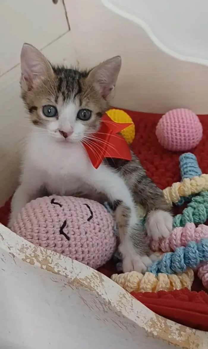 Gato ra a srd idade 2 a 6 meses nome DANDARA