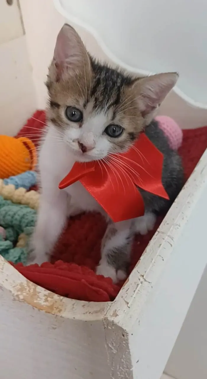 Gato ra a srd idade 2 a 6 meses nome DANDARA