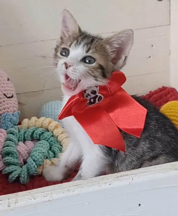 Gato ra a srd idade 2 a 6 meses nome DANDARA