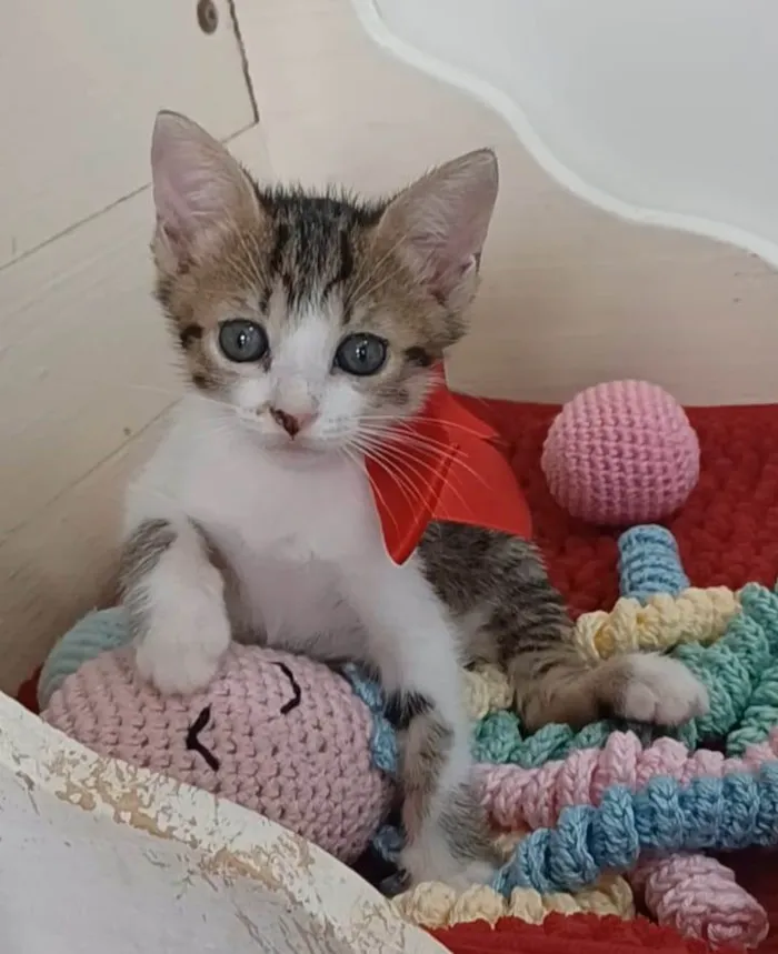 Gato ra a srd idade 2 a 6 meses nome DANDARA