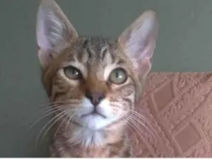 Gato raça srd tigradinho idade 2 a 6 meses nome NICK