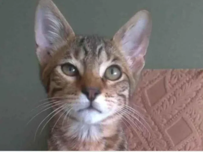 Gato ra a srd tigradinho idade 2 a 6 meses nome NICK
