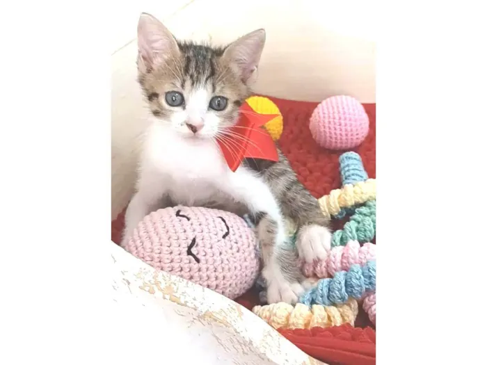 Gato ra a srd idade 2 a 6 meses nome DANDARA