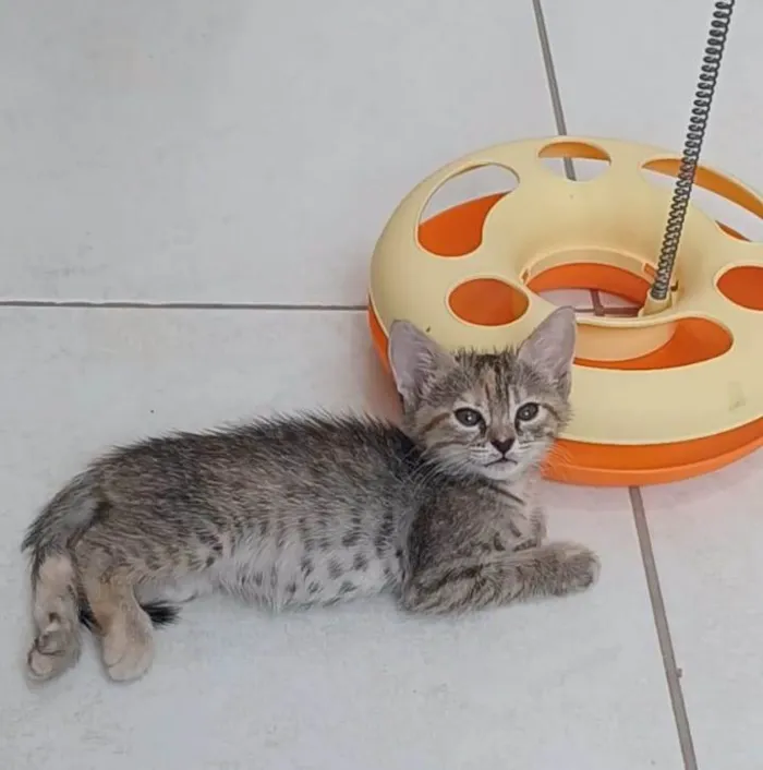 Gato ra a srd idade 2 a 6 meses nome DANI