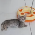 DANI