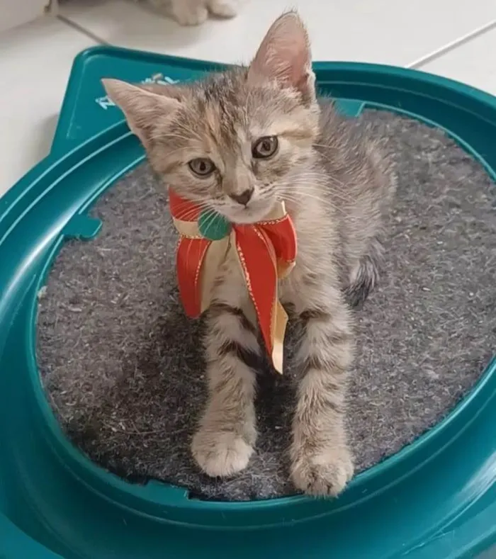 Gato ra a srd idade 2 a 6 meses nome DANI