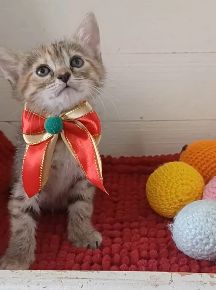 Gato ra a srd idade 2 a 6 meses nome DANI
