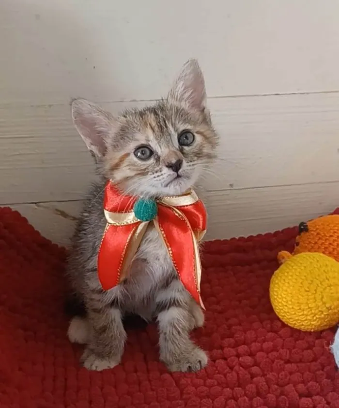 Gato ra a srd idade 2 a 6 meses nome DANI