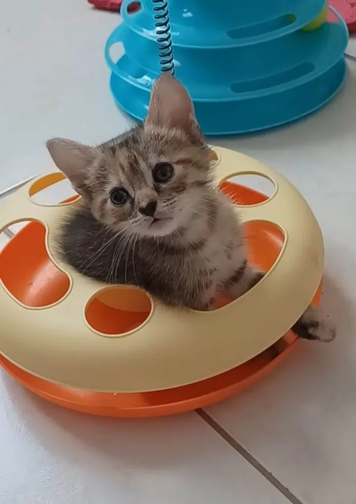 Gato ra a srd idade 2 a 6 meses nome DANI