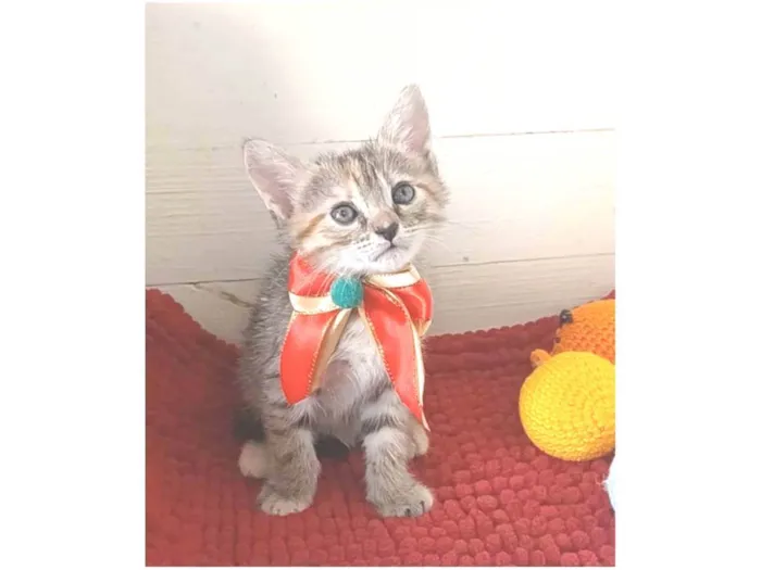 Gato ra a srd idade 2 a 6 meses nome DANI