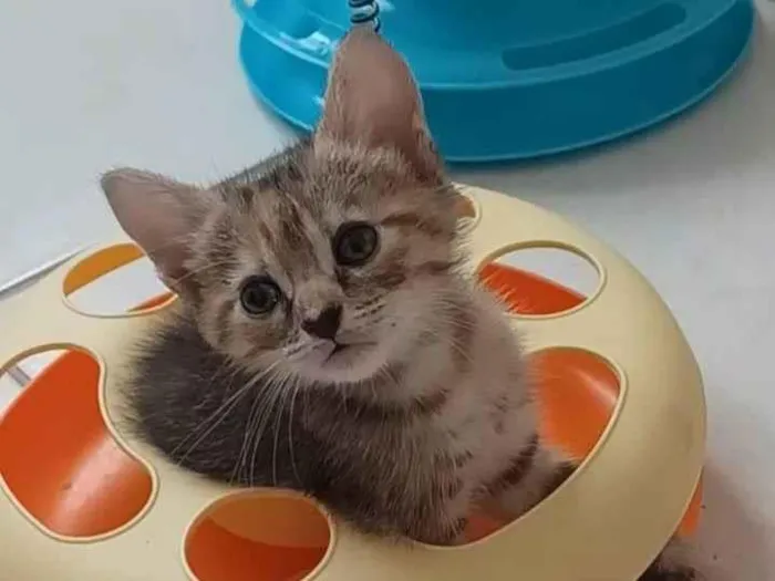 Gato ra a srd idade 2 a 6 meses nome DANI