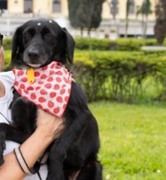 Cachorro ra a SRD-ViraLata idade 1 ano nome Joly