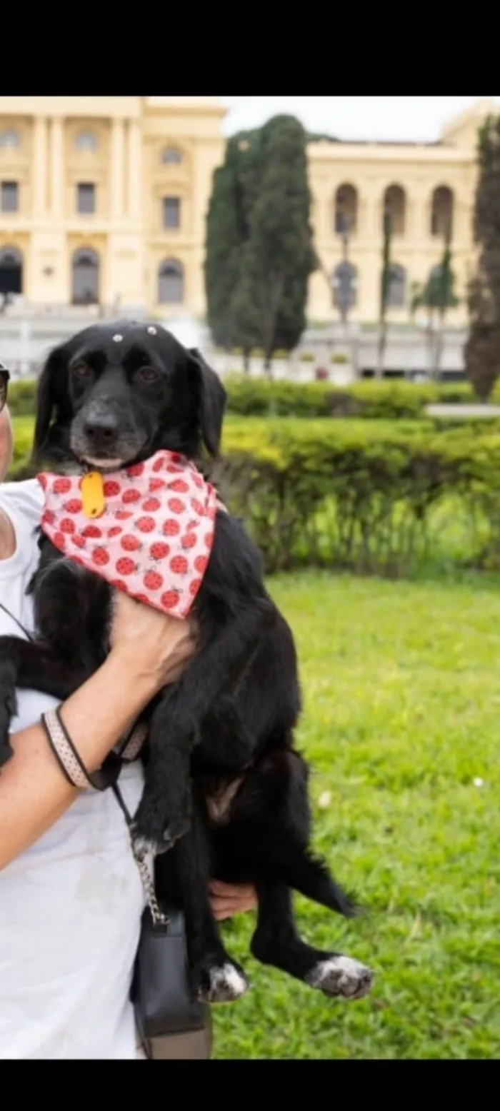 Cachorro ra a SRD-ViraLata idade 1 ano nome Joly