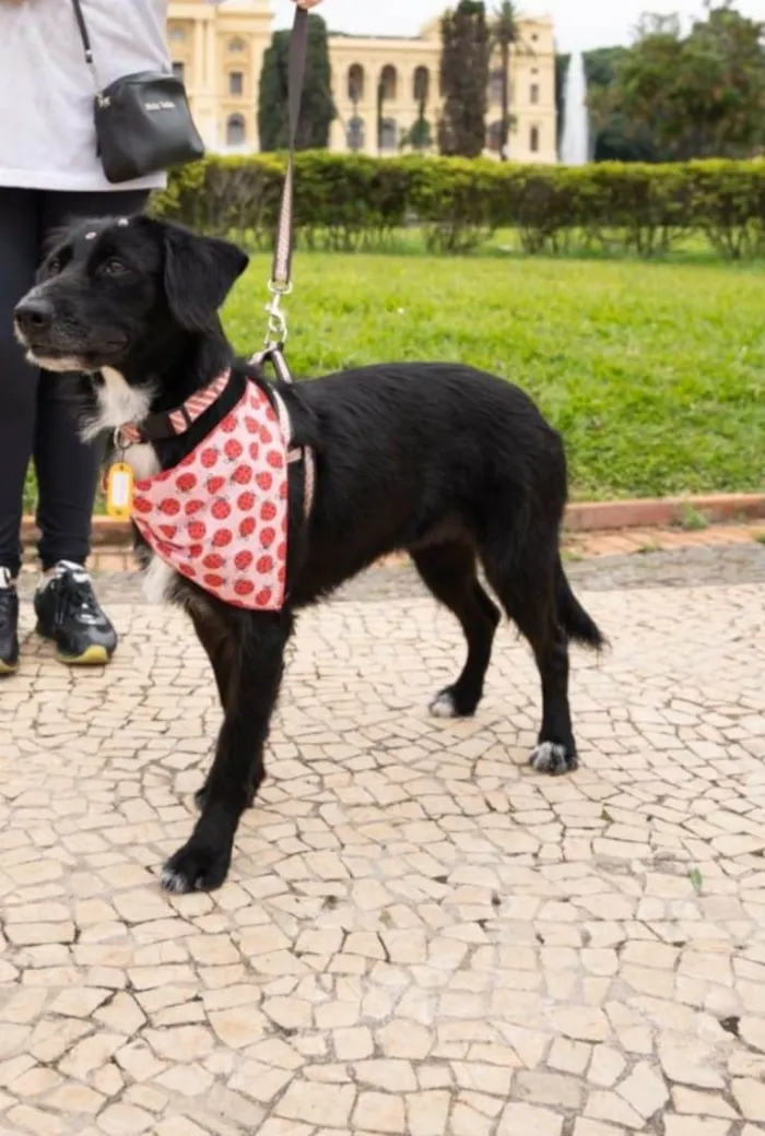 Cachorro ra a SRD-ViraLata idade 1 ano nome Joly