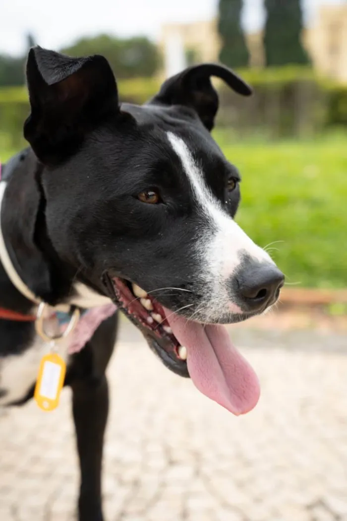 Cachorro ra a SRD-ViraLata idade 1 ano nome Naomi