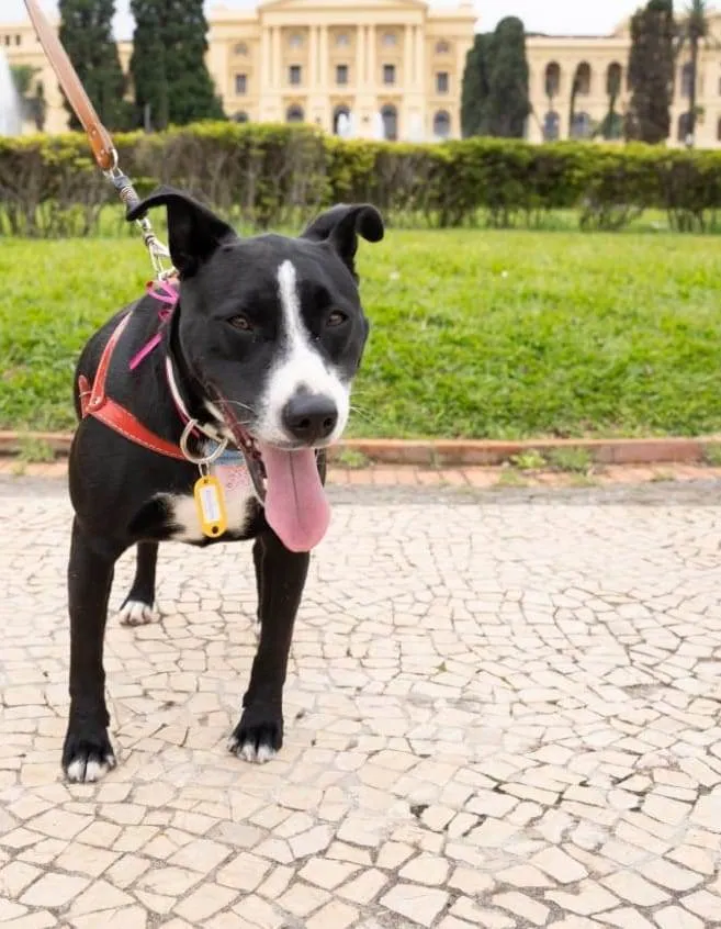 Cachorro ra a SRD-ViraLata idade 1 ano nome Naomi