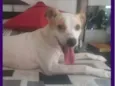 Dora
