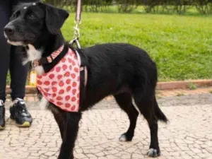 Cachorro raça SRD-ViraLata idade 1 ano nome Joly