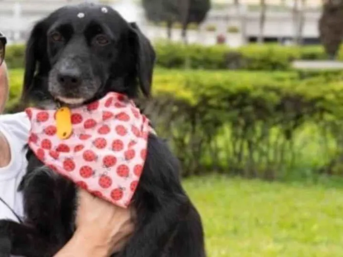 Cachorro ra a SRD-ViraLata idade 1 ano nome Joly