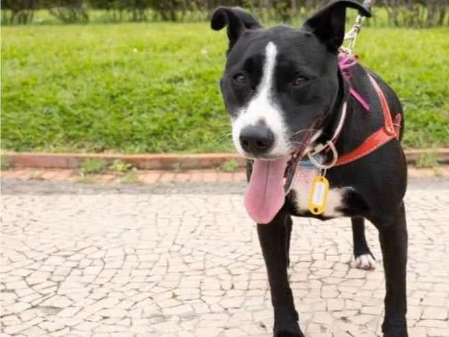 Cachorro ra a SRD-ViraLata idade 1 ano nome Naomi