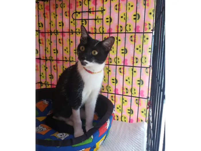 Gato ra a SRD-ViraLata idade 1 ano nome Felícia