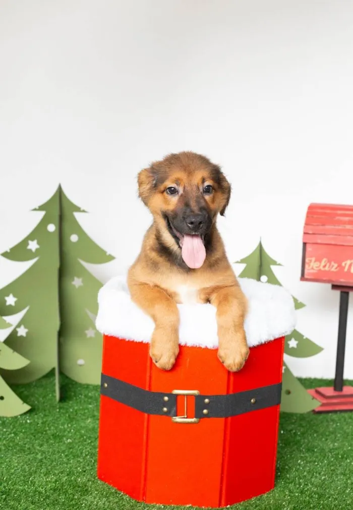 Cachorro ra a SRD-ViraLata idade 2 a 6 meses nome Tufão 