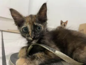 Gato raça SRD-ViraLata idade 2 a 6 meses nome Dandara