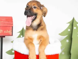 Cachorro raça SRD-ViraLata idade 2 a 6 meses nome Tufão 