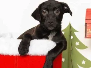 Cachorro raça SRD-ViraLata idade 2 a 6 meses nome Jorginho 
