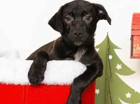 Cachorro ra a SRD-ViraLata idade 2 a 6 meses nome Jorginho 